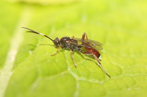 Réf. 298 146 : Baranisobas ridibundus